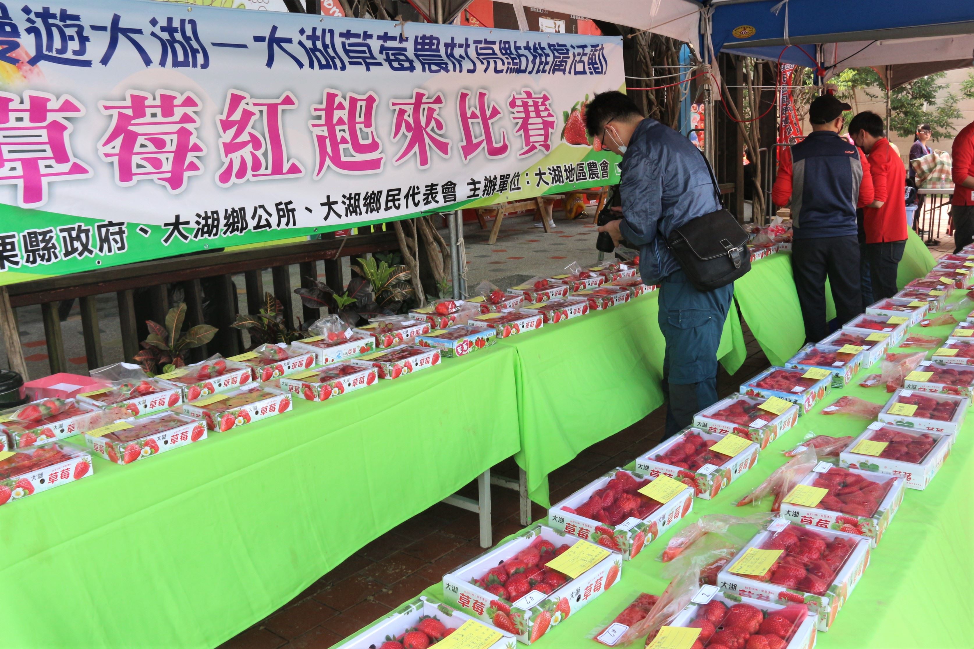 二二八連續假期，苗栗縣大湖地區農會今(28)日起連續兩天在大湖酒莊舉辦「漫遊大湖．鮮甜幸福」草莓亮點行銷活動