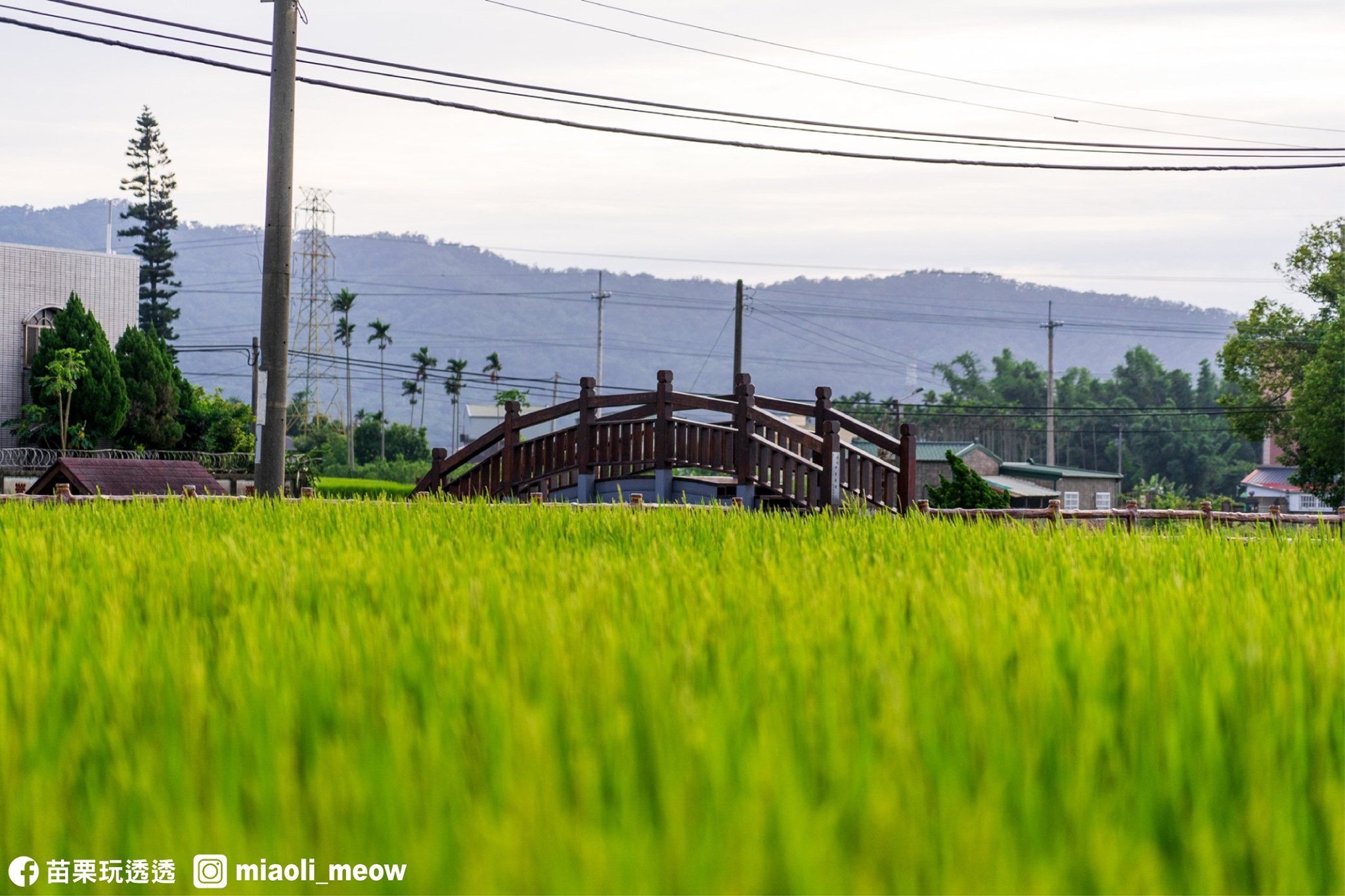 盛夏金黃色的稻浪