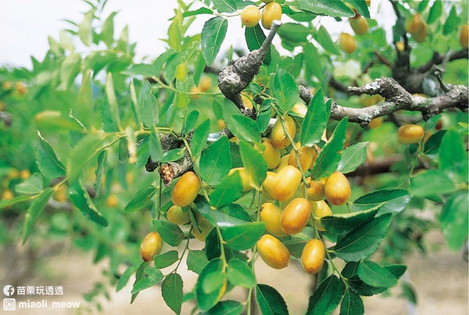 苗栗公館有得天獨厚的環境，生產的紅棗品質好