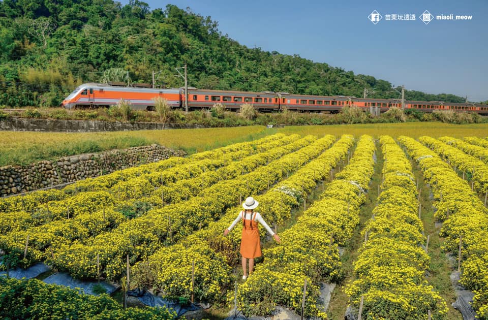 銅鑼&mdash;杭菊田野秋旅