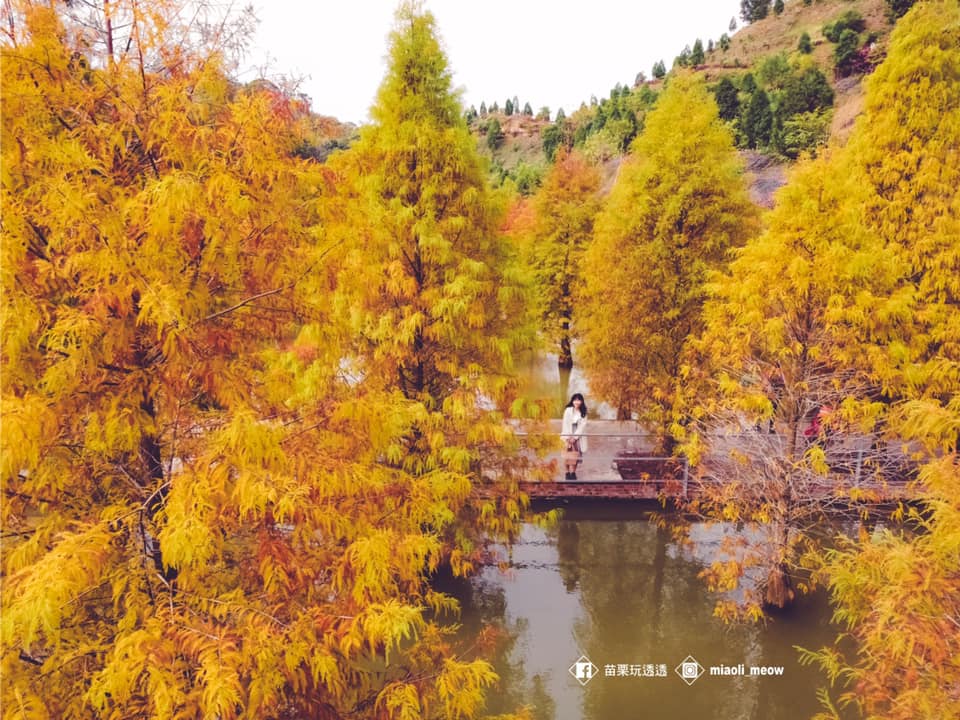 三灣鄉「落羽松秘境」