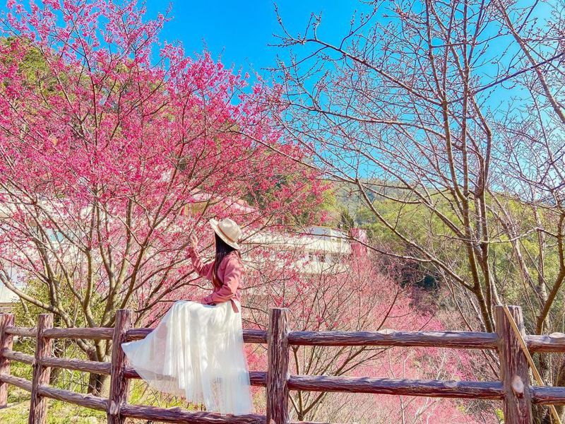 2月各地櫻花漸漸盛放