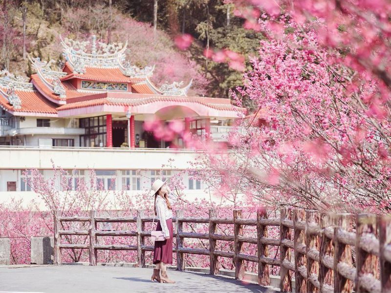 滿滿山櫻花環繞依山而建的廟宇