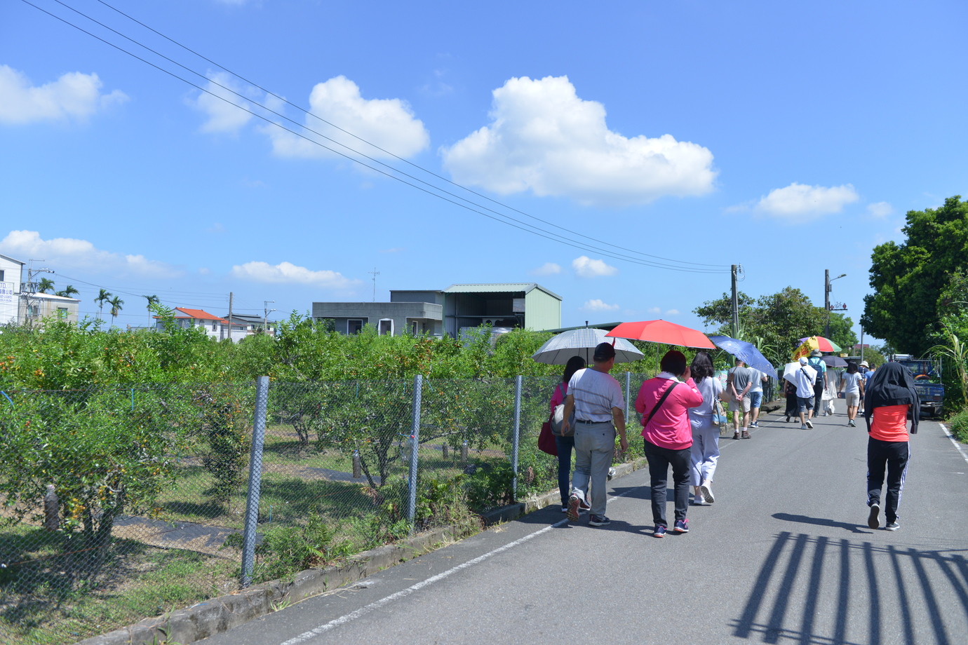 公館紅棗種植面積逾60多公頃,年產量逾900公噸且締造上億元的產值 公館紅棗種植面積逾60多公頃,年產量逾900公噸且締造上億元的產值