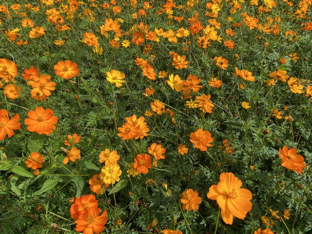 裡作期間於田間打造景觀花田