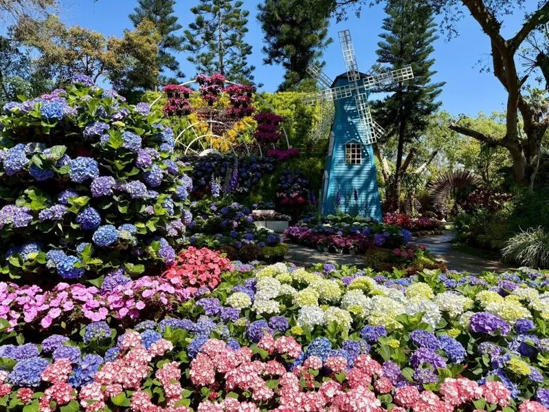 2026「荷蘭風車繡球花海」