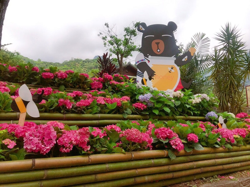 南庄小鎮新花漾‧繡球花節浪漫登場