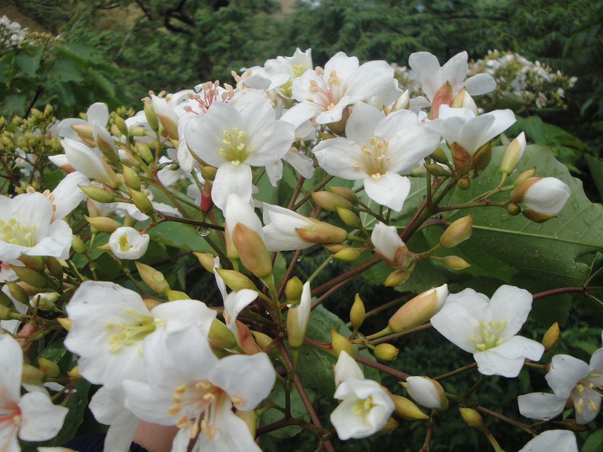 4-5月桐花盛開