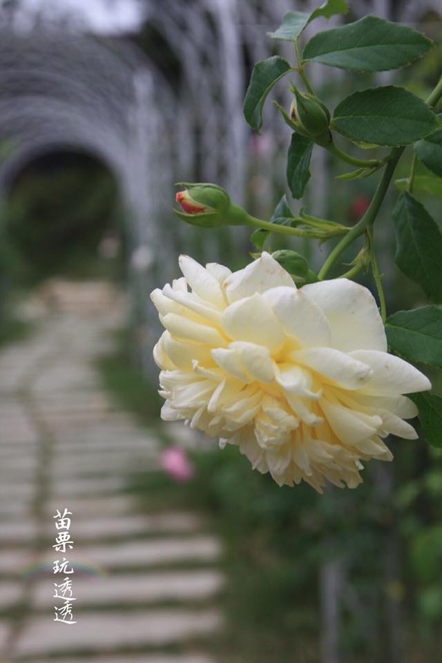 玫瑰花 玫瑰花