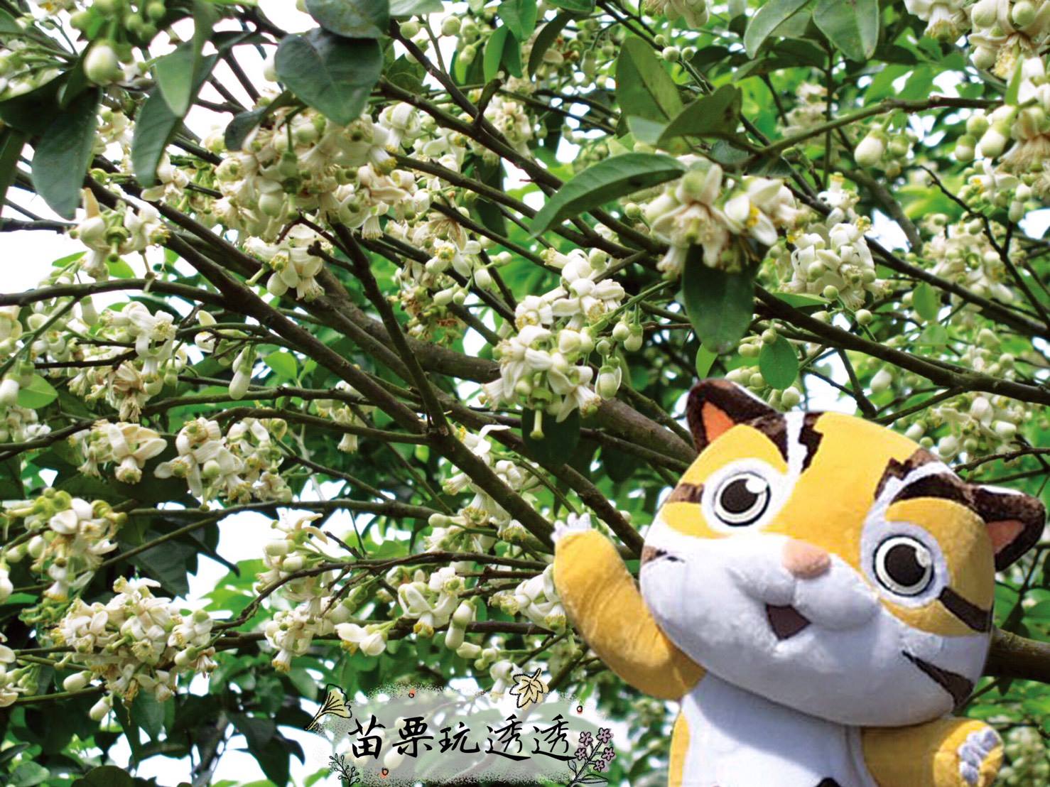 春暖花開，春分時節，柚花最清香