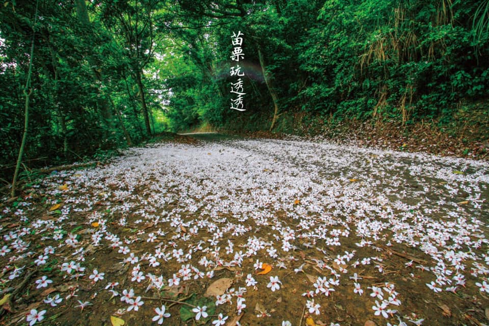 桐花季節
