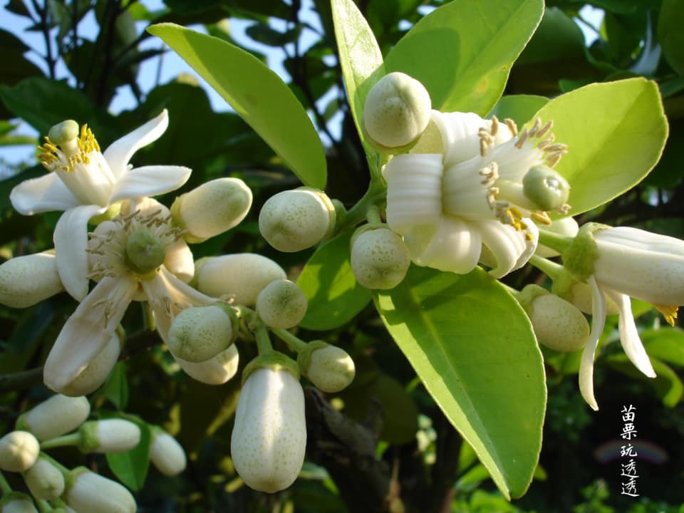 每年3、4月間柚花綻放