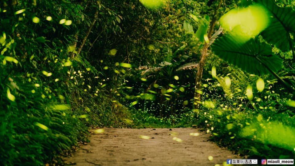 十公頃的山林景觀，有滿山滿谷的螢火蟲閃閃發光