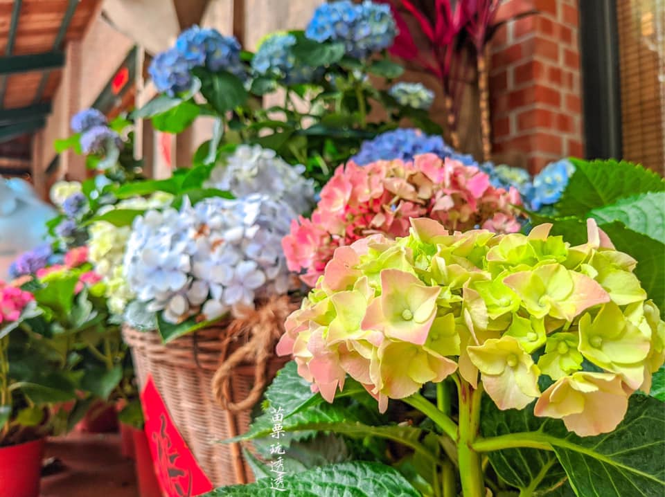 Miaoli’s beautiful hydrangeas are blooming now in the warm spring Miaoli’s beautiful hydrangeas are blooming now in the warm spring