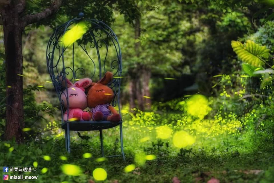 園區規劃賞櫻套裝行程及星光攝影組