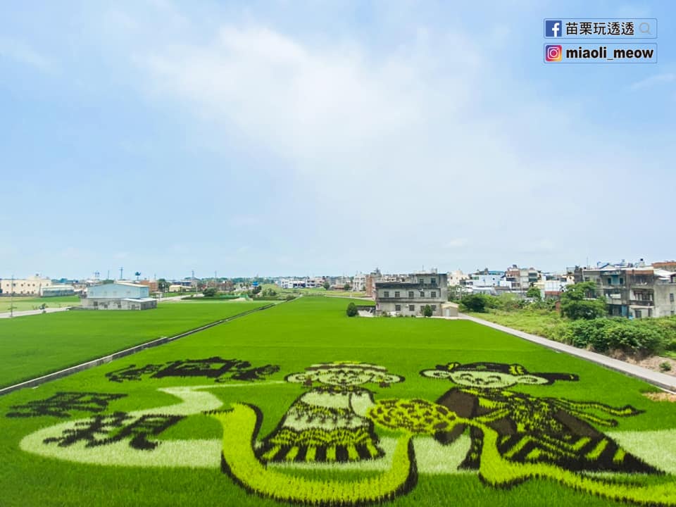 Yuali makes an impressive “mice’s wedding” painting in a rice field Yuali makes an impressive “mice’s wedding” painting in a rice field