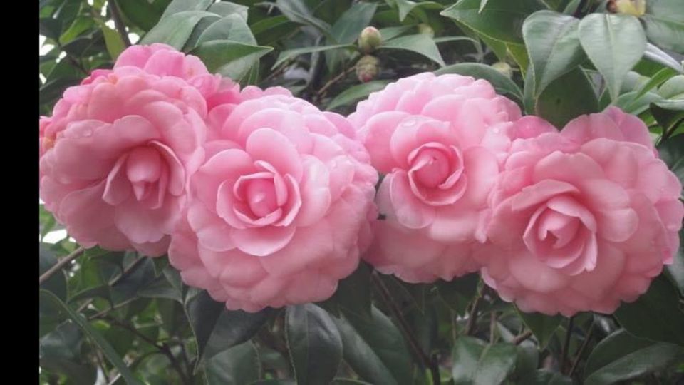 三義茶花展