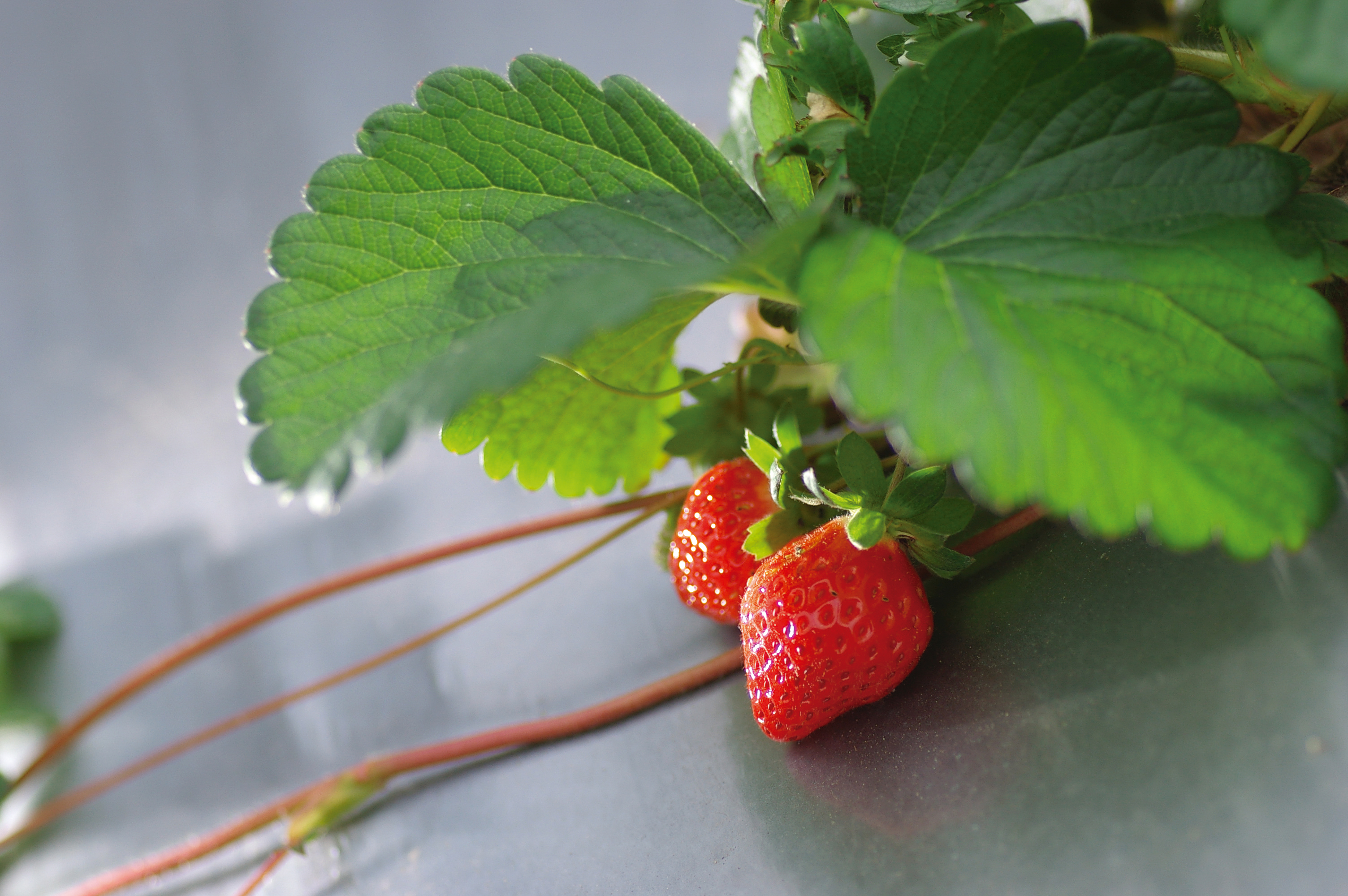 December is the strawberry month in Dahu December is the strawberry month in Dahu