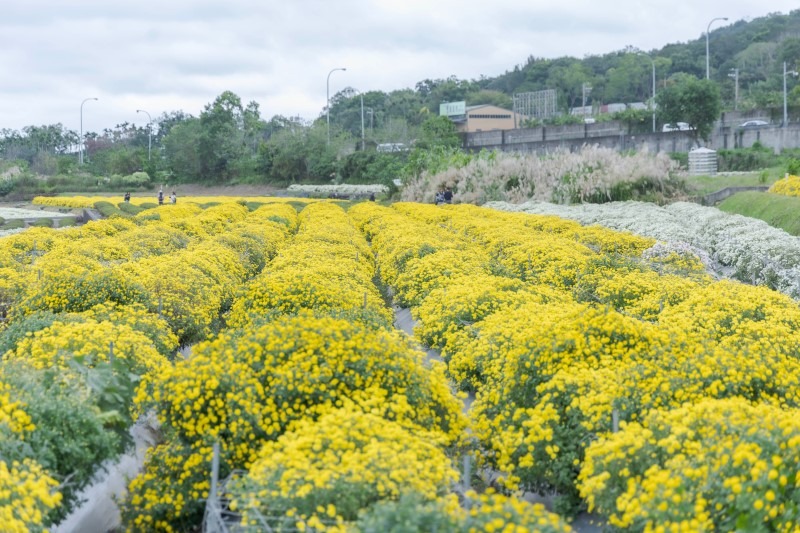 苗栗寶哥農園花況超美｜杭菊雪白＋金黃雙色花海 仙度爆表！
