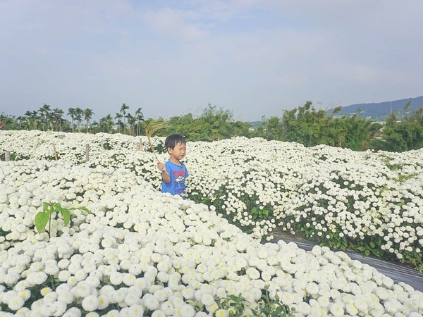 白茫茫的杭菊遍佈田野 白茫茫的杭菊遍佈田野
