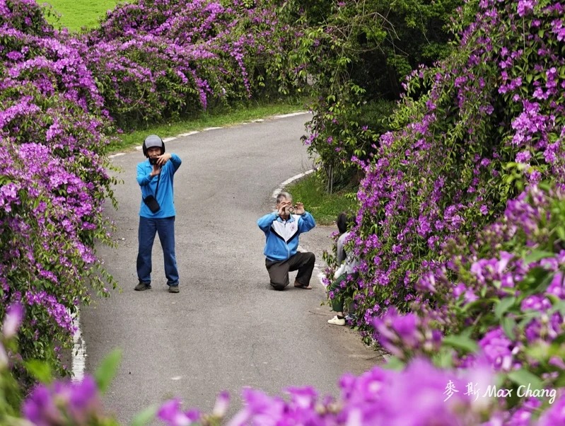 近來馬家庄附近農路的蒜香藤花，年開三度，喜愛踏青賞花民眾可前往賞花。