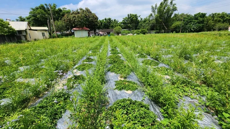 銅鑼鄉新盛社區目前有十多公頃仙草栽種面積，可說是隱藏版的「仙草大戶」及上游供應商。