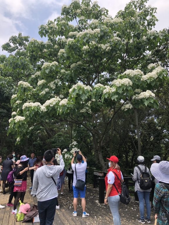 Every year, from April to May, visitors can watch blooming Tung flowers in Miaoli’s 18 counties and townships. Every year, from April to May, visitors can watch blooming Tung flowers in Miaoli’s 18 counties and townships.