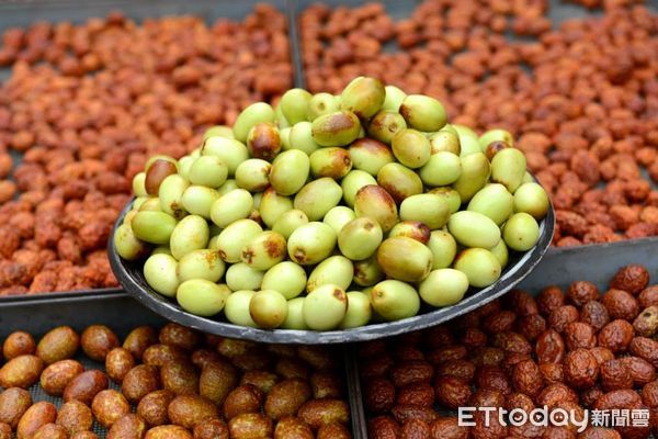 「天福農場」友善耕作紅棗品質佳，生長出來的果實不僅碩大又飽滿。