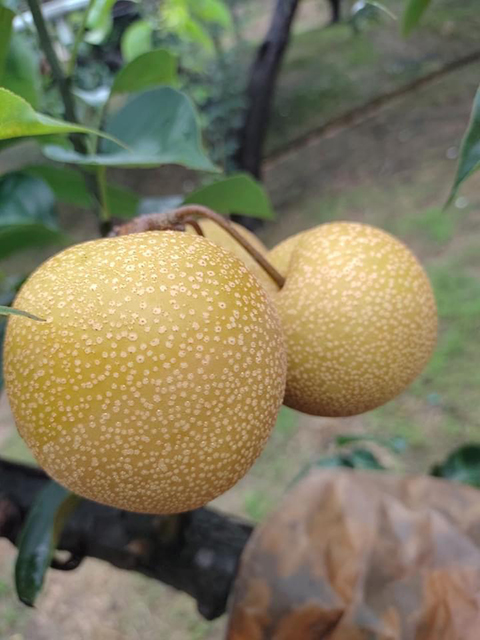 三灣梨夏季鮮甜上市