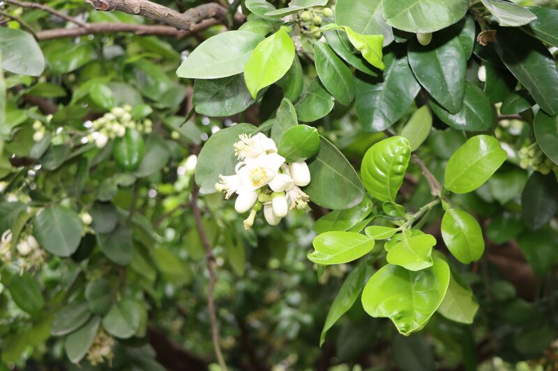 副縣長啟動西湖鄉柚花藝術節