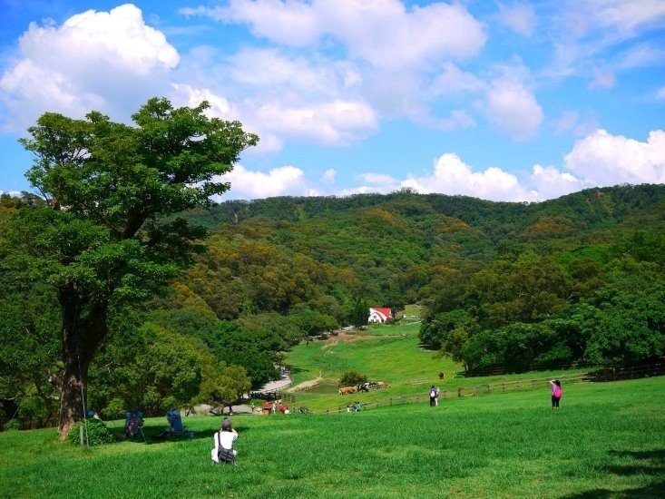 享受苗栗樸實的客家文化和綠油油山頭中點綴的桐花美景