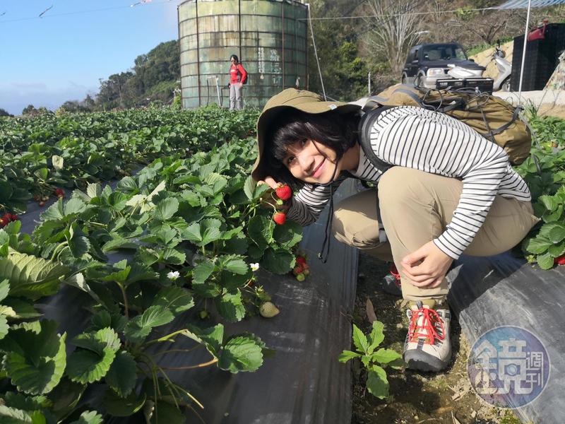 位在馬拉邦休閒農業區內的高山草莓，比平地的品種更加香甜。
