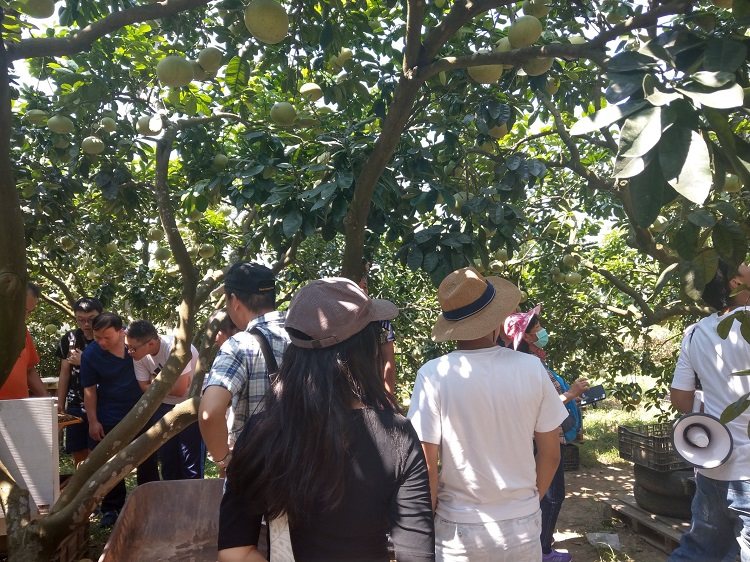 來到龍洞社區體驗採果樂趣。