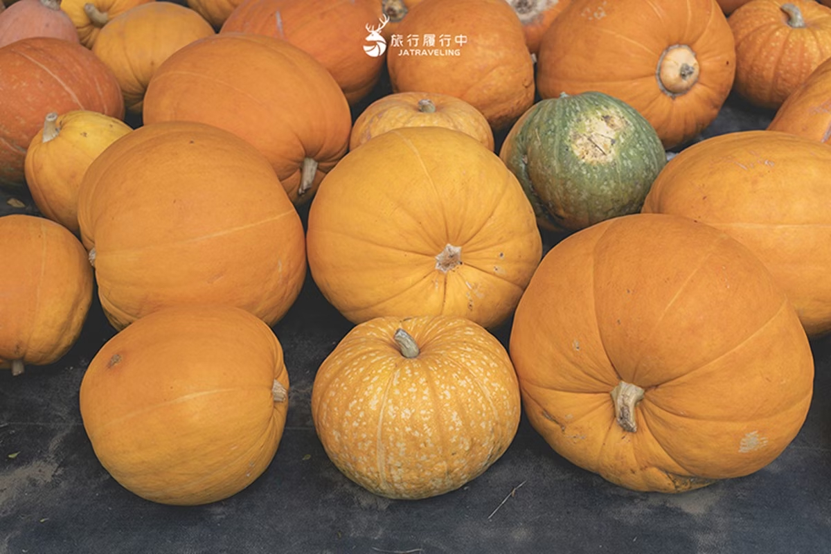 南瓜季期間，現場都有南瓜展售，讓大家買回家享用。