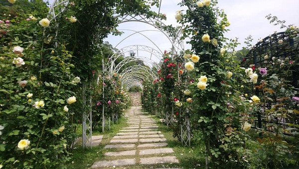 夢幻玫瑰花隧道 夢幻玫瑰花隧道