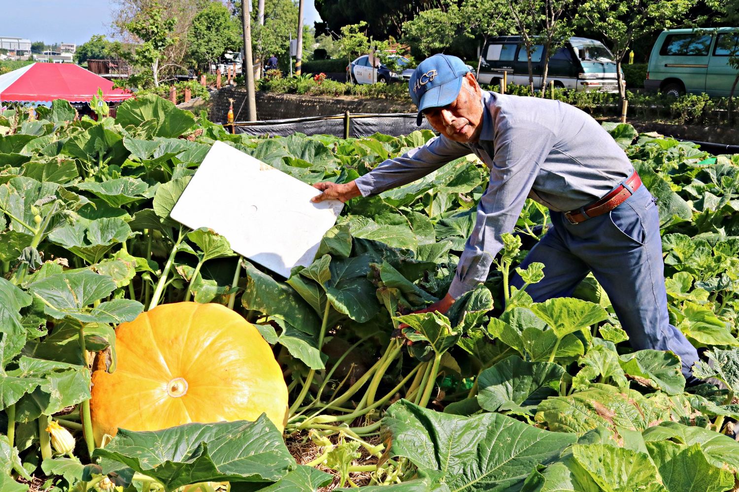 大潭湖畔的南瓜綠龍隧道栽種了許多奇瓜異果