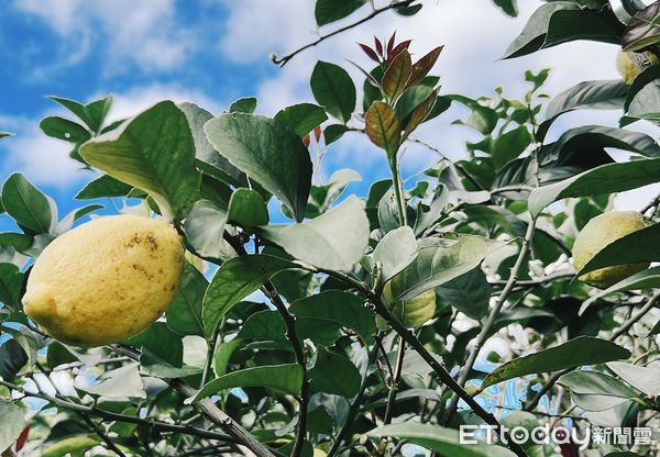 天福農場的檸檬碩大結實