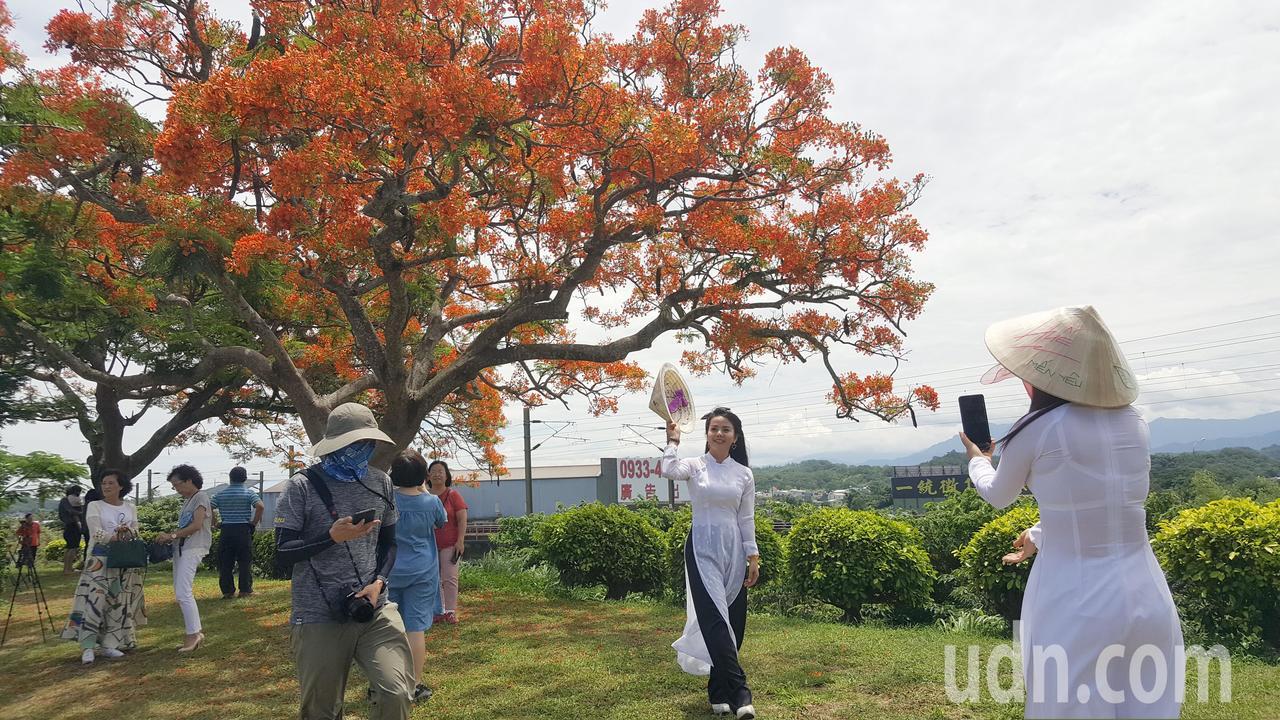 嫁來台灣十多年的越南新住民黃怡倫、范氏嬌穿傳越南國服，到造橋鳳凰木拍照，紅白對比尤其醒目。