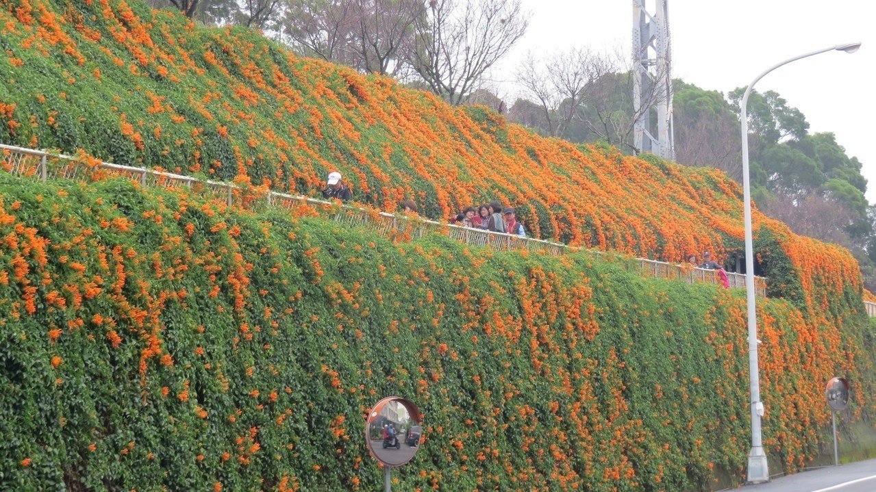 季節限定的觀賞炮仗花景點119縣道苗栗縣銅鑼鄉雙峰口，今天吸引遊客賞花