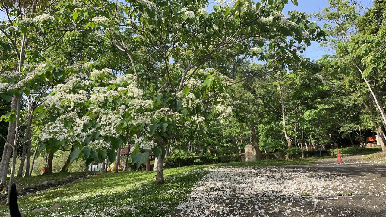 客家大院園區種植上萬株油桐花樹，民眾可於花季期間漫步其中，感受翠綠枝頭點綴雪白花朵的夢幻景致