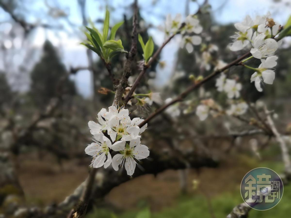已有部分李花爭先開放。