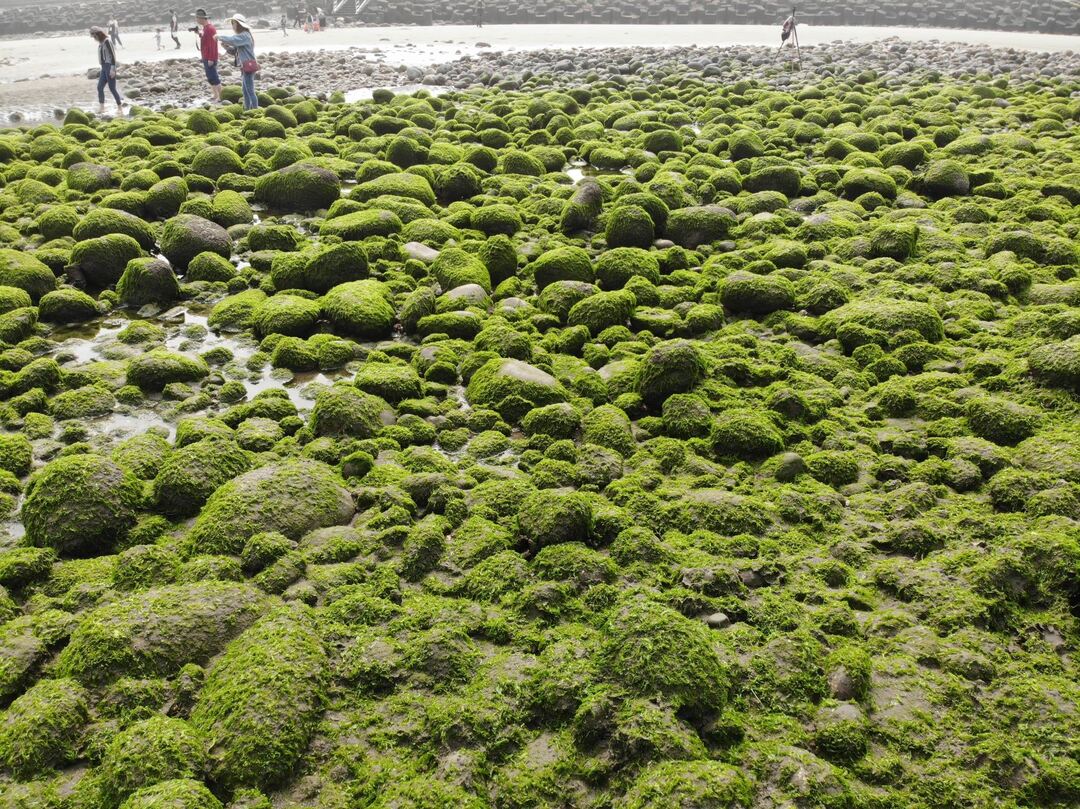 the Wan Li Matcha Coast