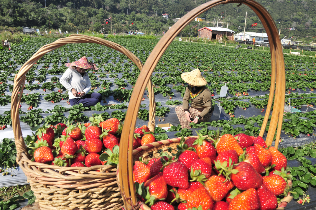 苗栗大湖草莓12月12日開園