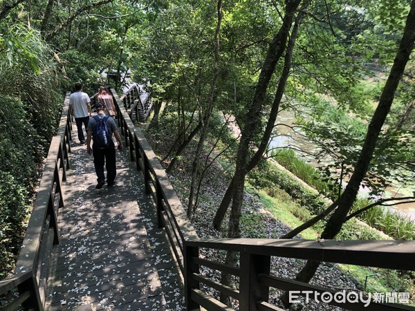 木棧道桐花美景 木棧道桐花美景