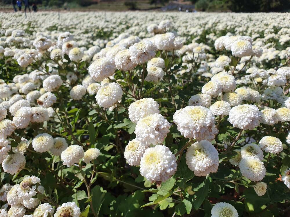 The Chrysanthemum The Chrysanthemum