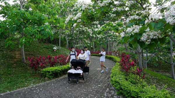 桐花公園很適合踏青賞花。