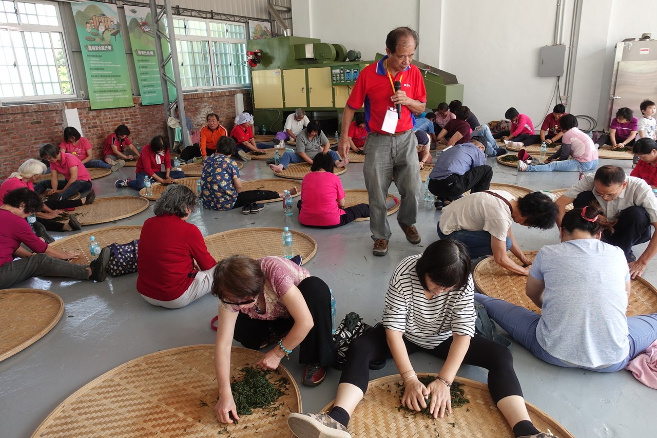 民眾參與茶農一日遊體驗課程，學習製茶相關知識，大家努力「揉茶」q