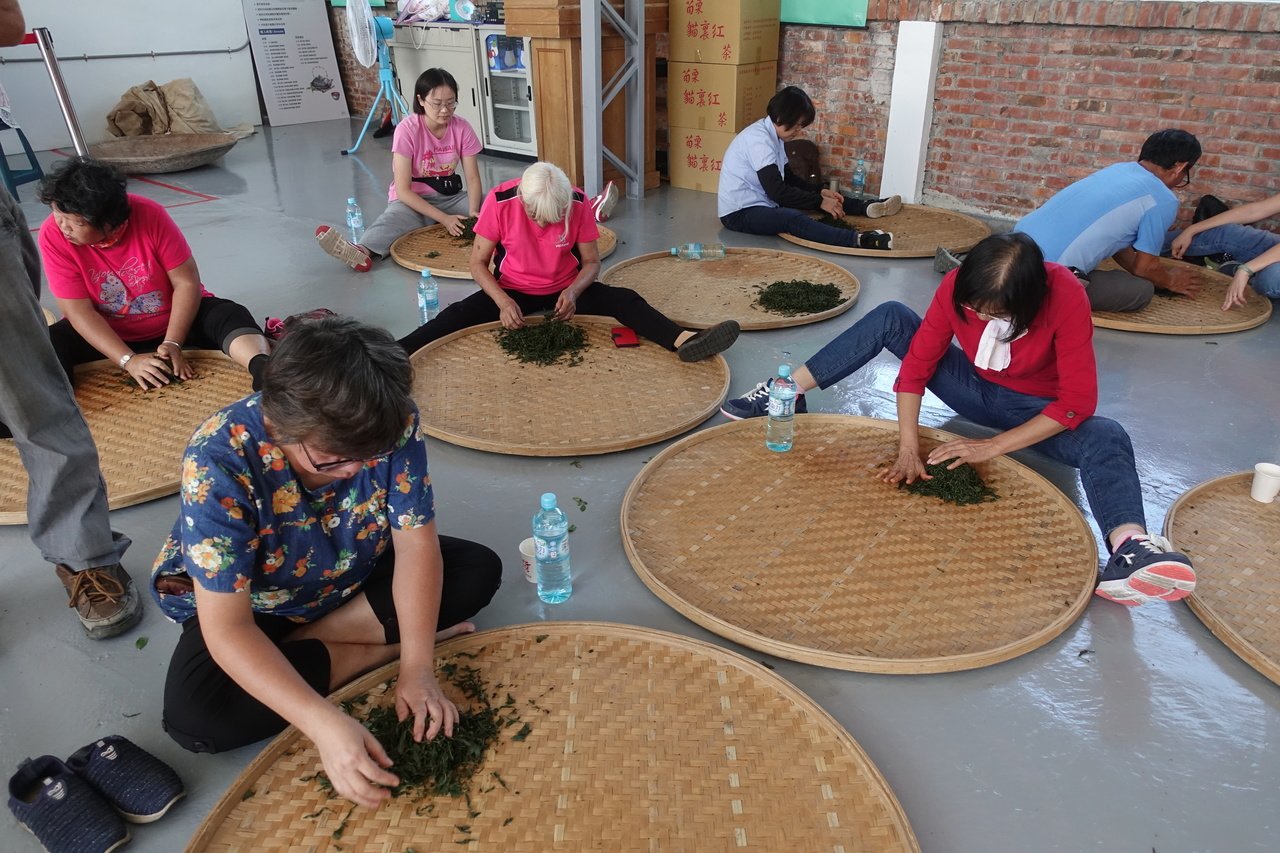民眾參與茶農一日遊體驗課程，學習製茶相關知識，大家努力「揉茶」。2