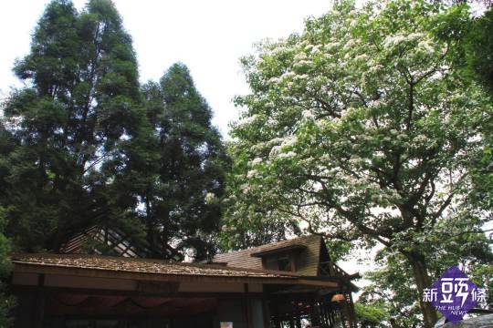 民眾引領期盼的苗栗桐花季盛大登場