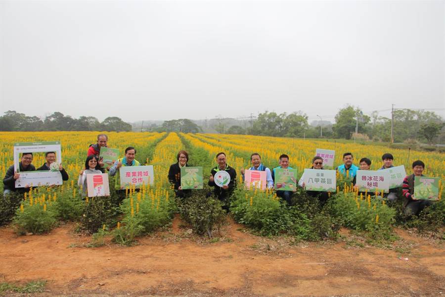 Miaoli promotes tea as golden lupin flowers bloom